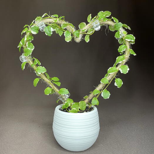 GreenDecor