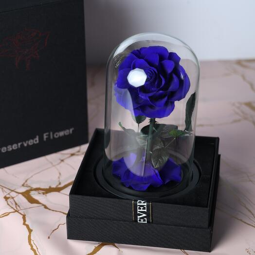 Preseved Blue rose