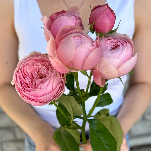 Кустовая пионовидная роза Сильви Сани💓