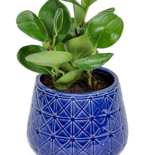 Green Island Ficus - designer ceramic pot