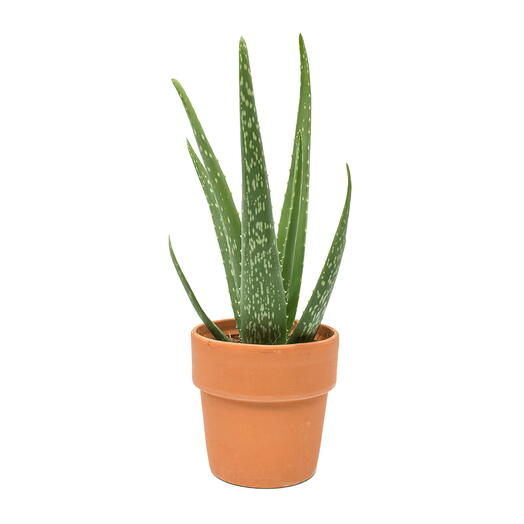 Aloe Vera Plant