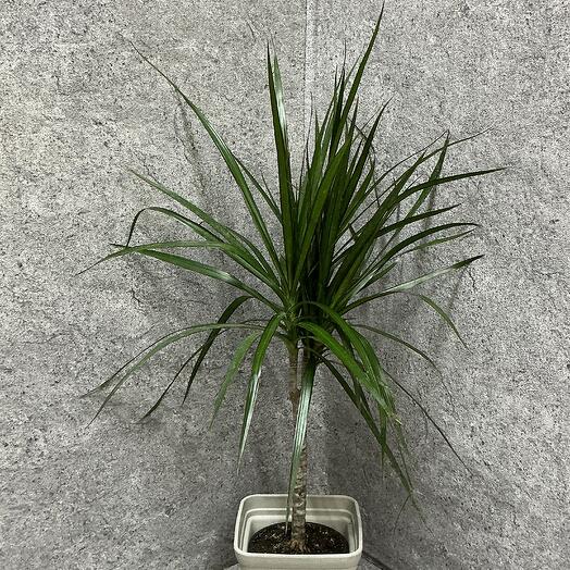 Драцена в кашпо