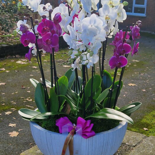 Phalenopses orchids arrangement