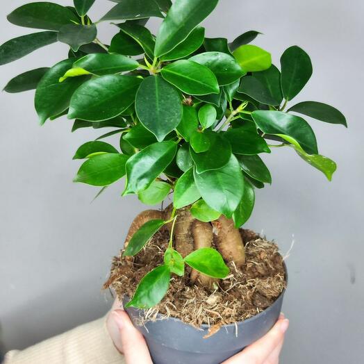 Ficus microcarpa (Ficus microcarpa) in a pot D15cm