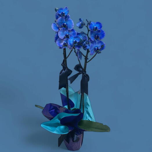 Double Branched Blue Orchid