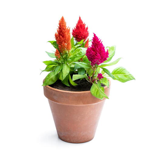 Celosia Woolflowers Mix colour 10pcs