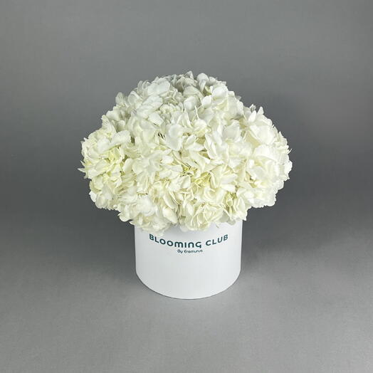 White Hydrangea Box