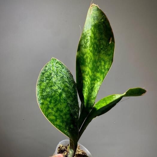 Сансевиерия Масониана