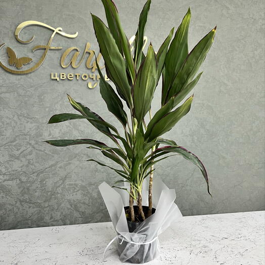 Farfella