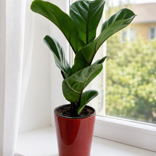 Dilyara verde