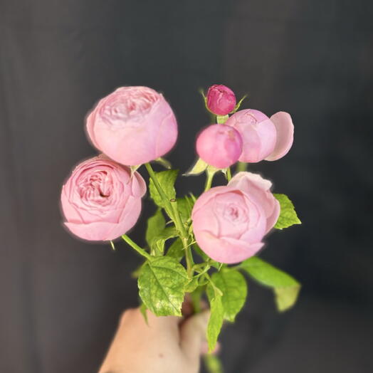 AriFlora