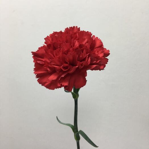 Clavel rojo