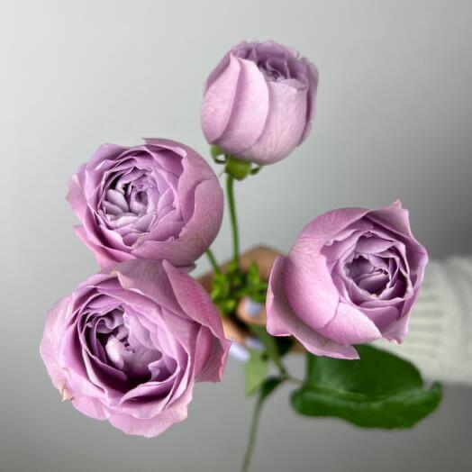 LAVENDER BUBBLES ROSE
