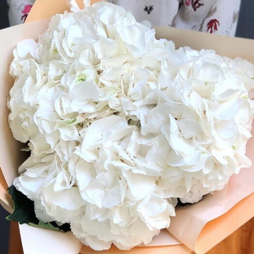 White hortensia 4 flowers