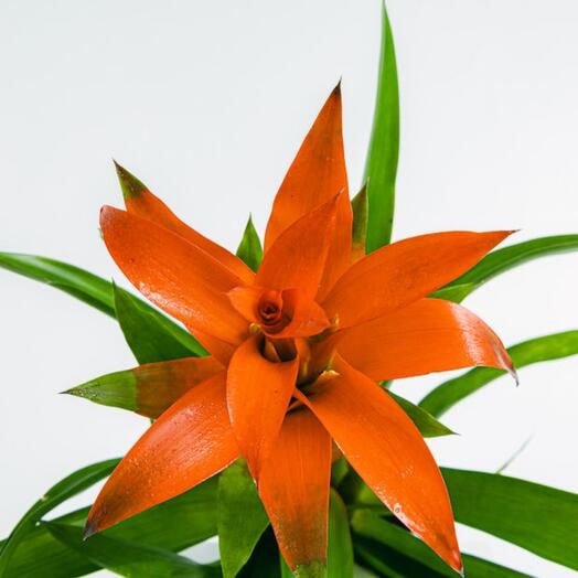 Guzmania