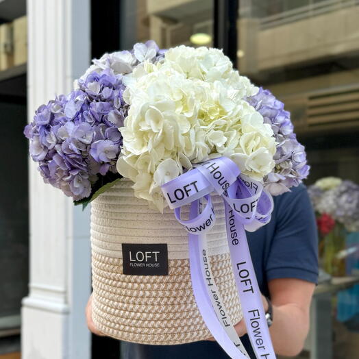 White and Purple Hydrangeas