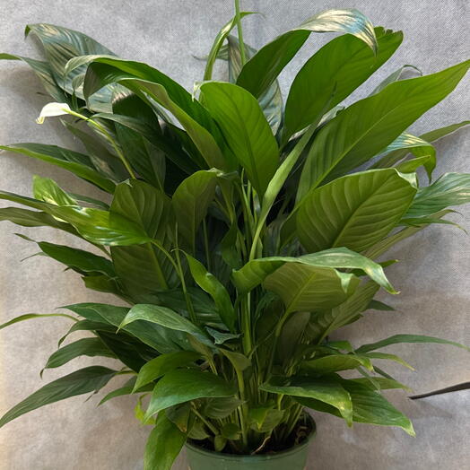 Spathiphyllum 60cm