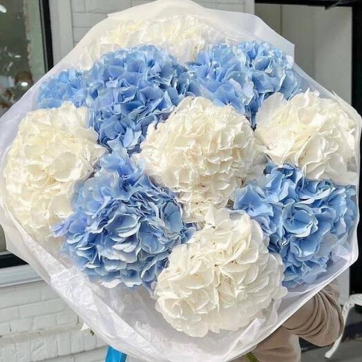 Boquet of light blue and white hydrangeas