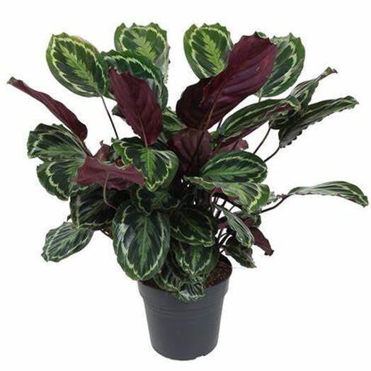 Calathea Medallion Plant – Calathea Veitchiana – Calathea Marion