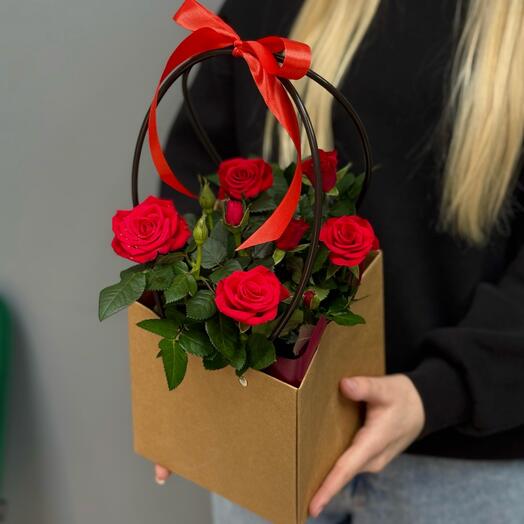 Роза в грунте