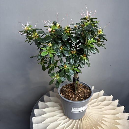 MisunFlora
