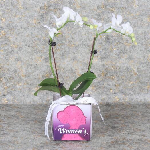 Womens Day 2 Stem White Mini Orchid Plant