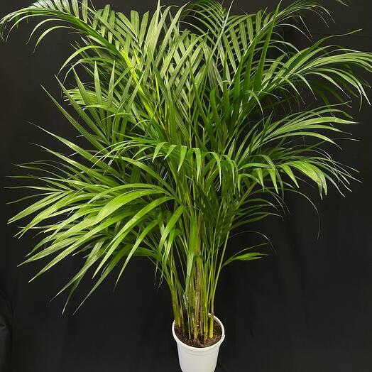 Areca
