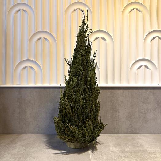 Ёлочка из стабилизированного можжевельника