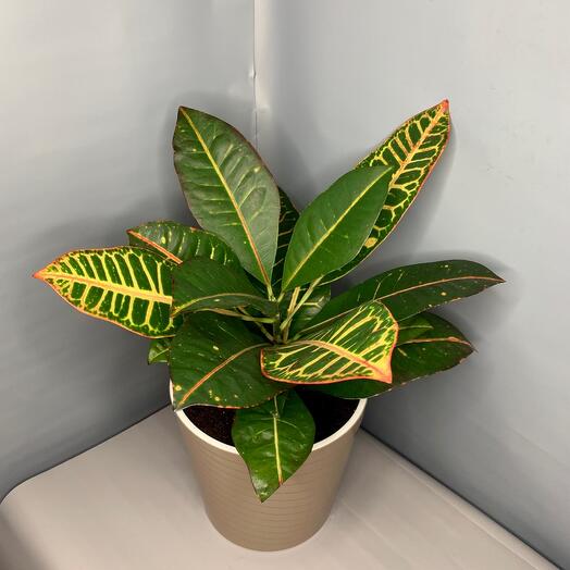 Кротон Петра в кашпо