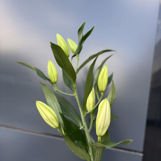 ELEGIY  flowers