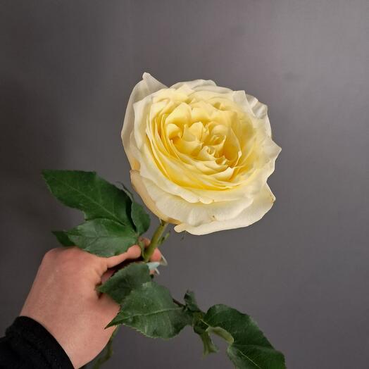 Пионовидная ароматная роза "Кэндэлайт"