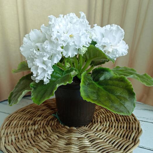 Белая фиалка (сенполия, *25) цветущая, для мамы