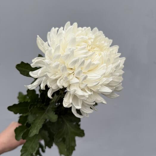 Lulu flowers