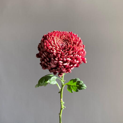 Artichoke