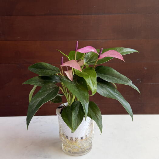Botanic flowers
