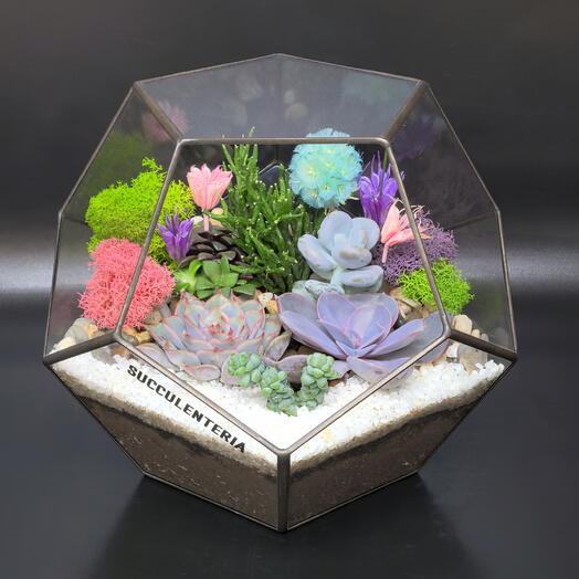 Succulenteria