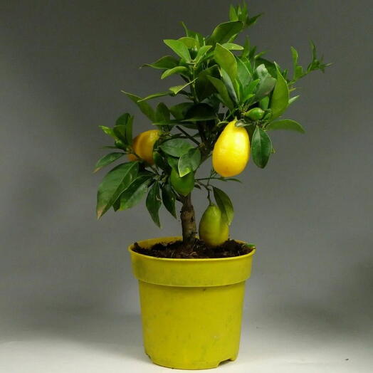 Mini-mir