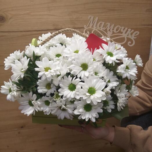 Ящик ромашки хризантема кустовая