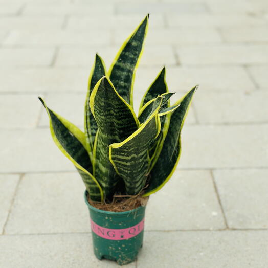 Sansevieria Trifasciata Snake Plant