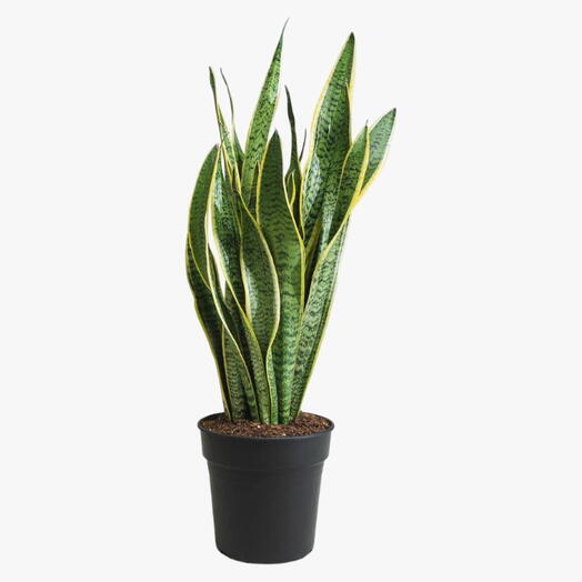 Sansevieria Trifasciata Plant