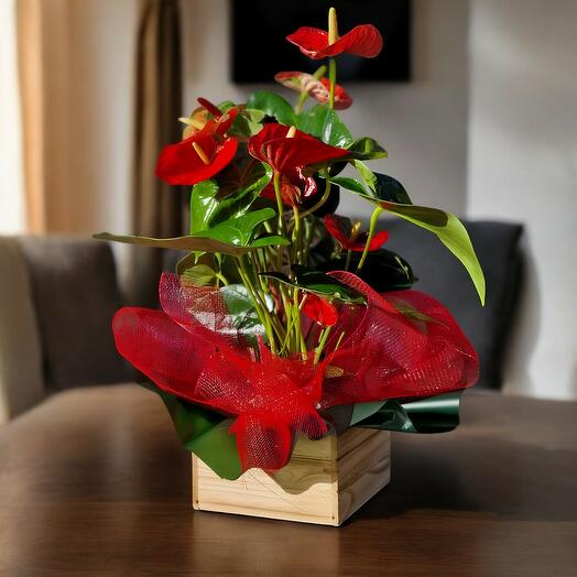 Anthurium Elegancia Roja