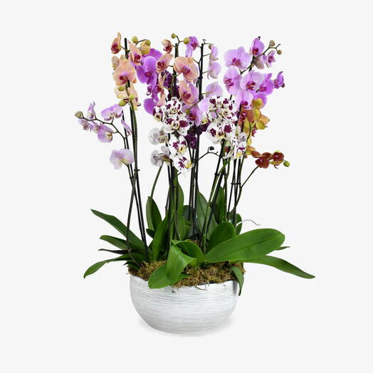 Surprise Me Orchids