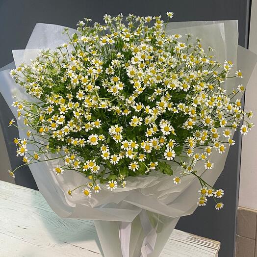 Bouquet of small fragrant chamomile Tanacetum