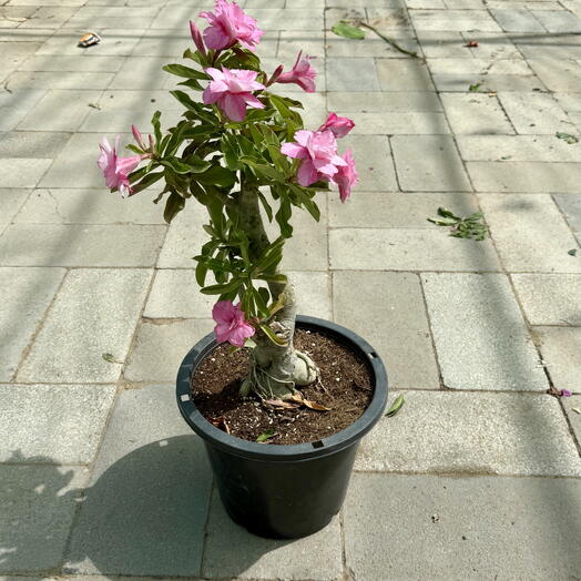 Adenium Obesum pink