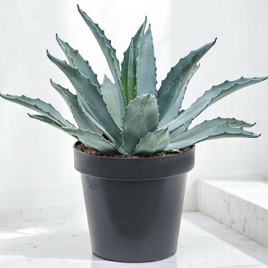 Agave Americana Plant – Century Plant | Maguey | American Aloe | Desert Agave – Hardy Succulent for Indoor   Outdoor Decor