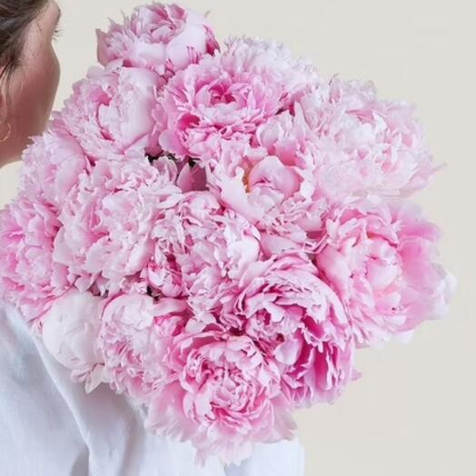 Pivoine roses