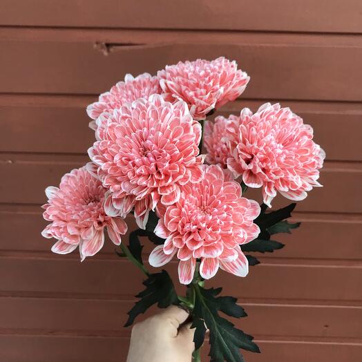 FloraBar 2🧚🏻