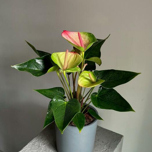 Розово-зелёный антуриум Адиос Салмон