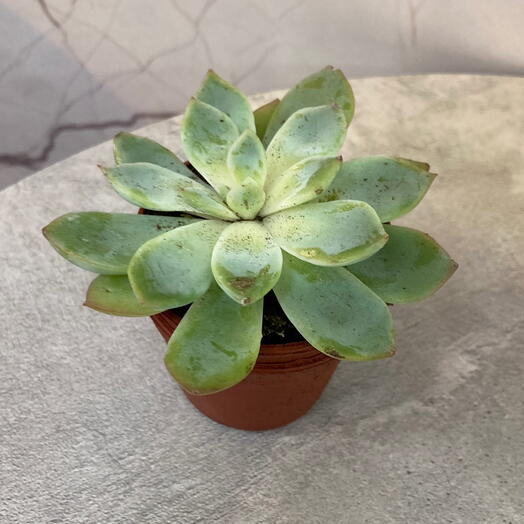 Black plants