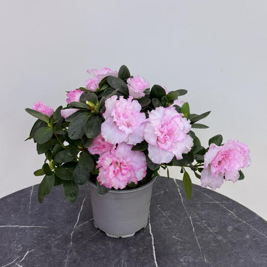 Edelda Flowers